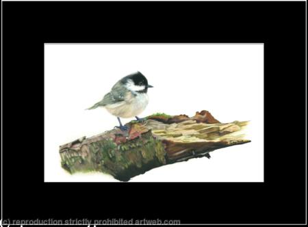 36. Coal Tit – A prime location