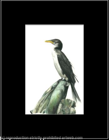 37. Cormorant - Waiting for the tide