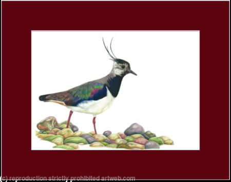 39. Lapwing - Foraging