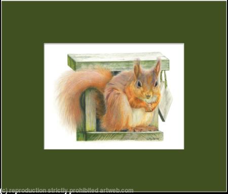 45. Red Squirrel - Straight at the camer