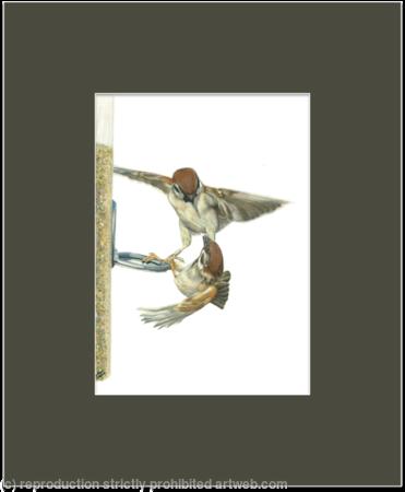 46. Tree Sparrows - Competition is High