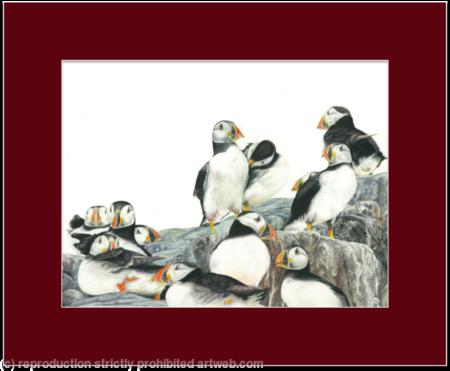 47. Puffins - A safe place