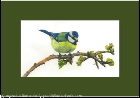 52. Blue Tit – feeling good and looking smart 