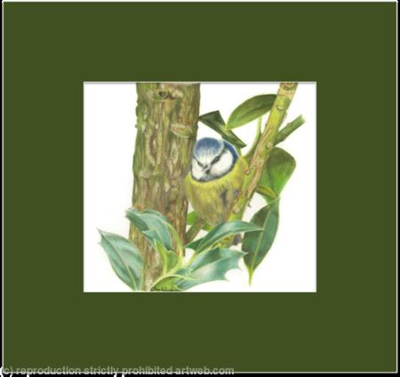 53. Blue Tit – Hiding in the shadows