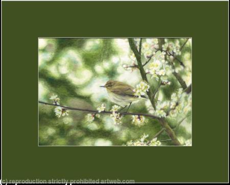 55. Chiffchaff – An unmistakable song