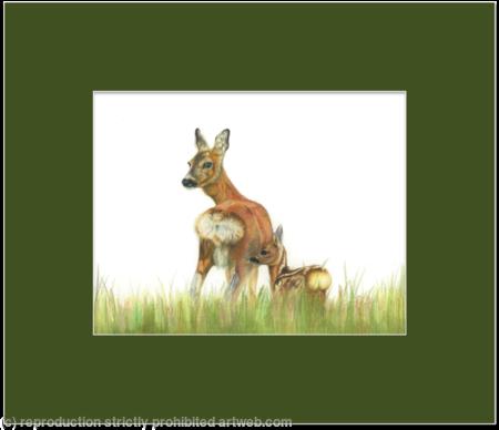 56. Roe Deer – Mother and child
