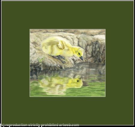 57. Canada Goose Chick - a beautiful gosling