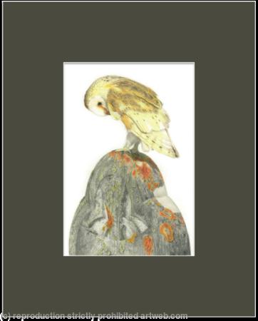 60. Barn Owl – Guarding the graveyard