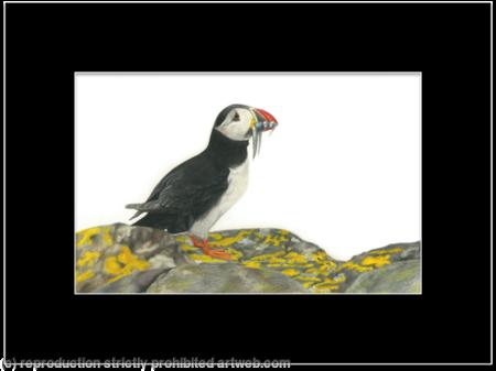 62. Puffin - good catch