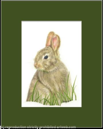 63. Rabbit – A peaceful afternoon