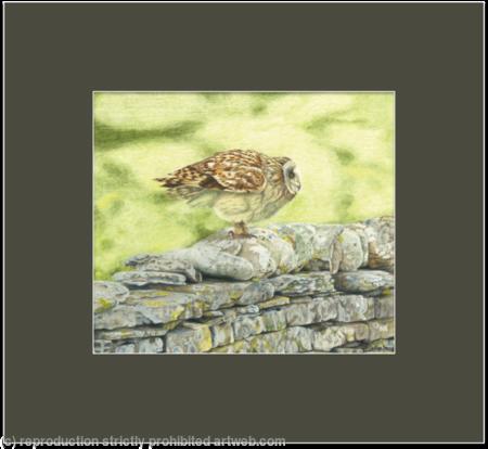 65. Short eared owl – a great launch pad