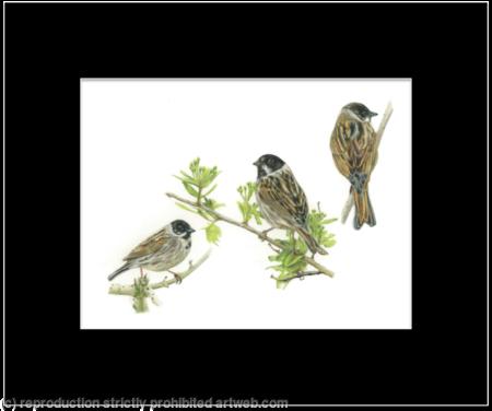 66. Reed Bunting – from every angle