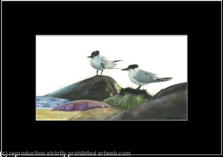 68. Sandwich Terns – Taking a breather 