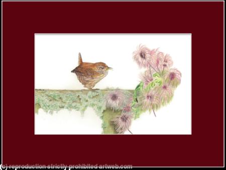 69. Wren – Guarding territory