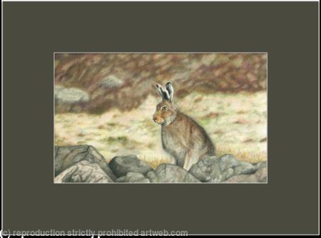 71. Mountain Hare - Fully alert