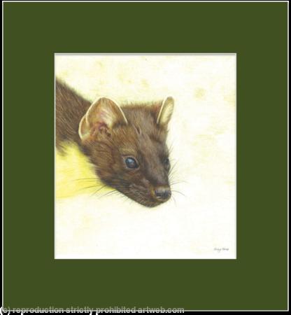72. Pine Marten – An able hunter