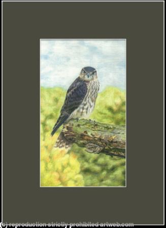 74. Merlin – Only a pause