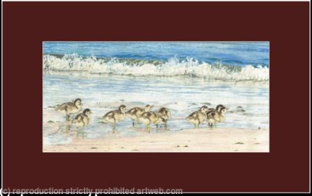 75. Shelduck Ducking – morning stroll