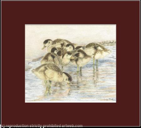 76. Shelduck Ducklings – Staying together