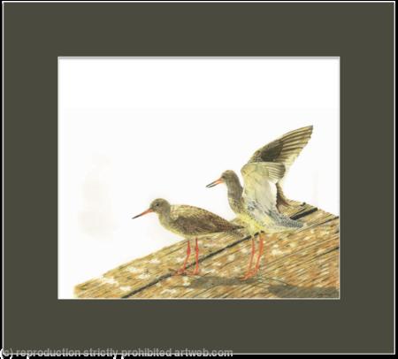 79. Redshank – Limbering up