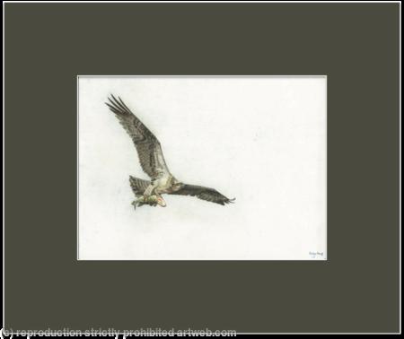 81. Osprey – Feeding Young