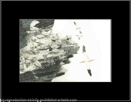 83. Gannets – High Rise 