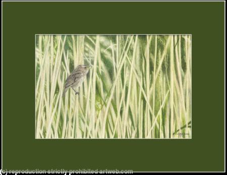 84. Sedge Warbler – A gentle breeze.