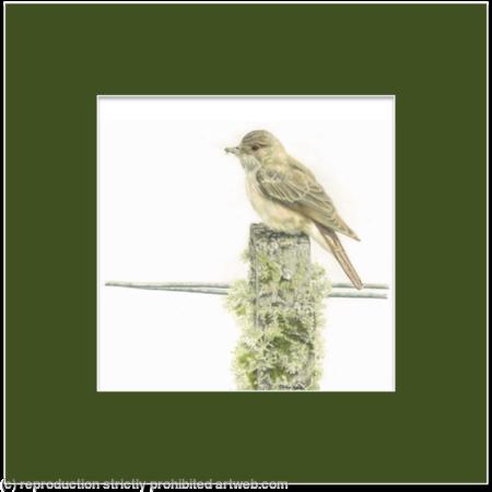 85. Spotted Fly-catcher – Small Pickings