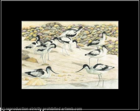 87. Avocet - Enjoying the beach 