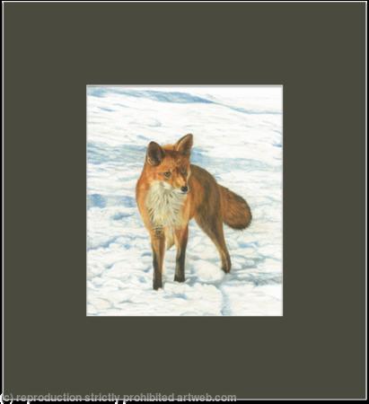 88. Fox - Foraging in the snow