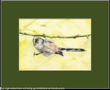 89. Long-tailed Tit - I’d do anything for a nut