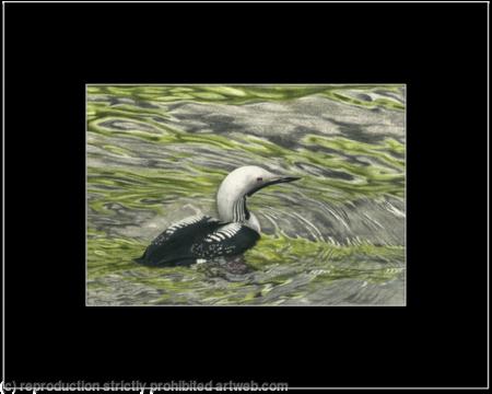 90. Black-throated Diver - Solitude 