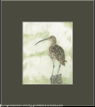 91. Curlew - Sentinel