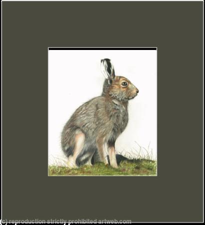 92. Hare - Kitted out for summer