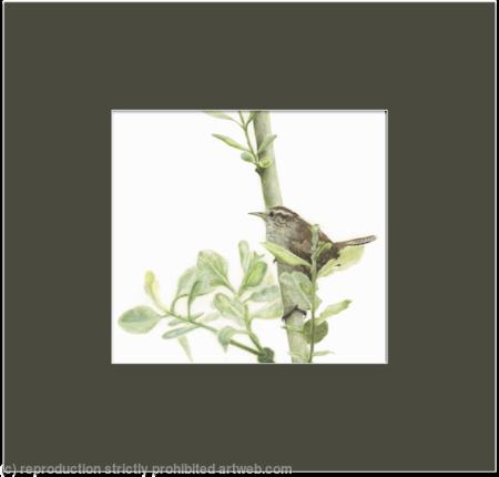 93. Wren - Territorial