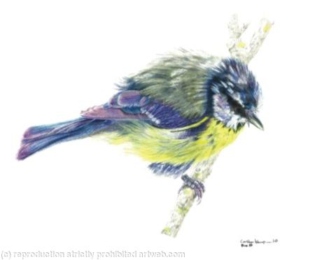 3. Blue tit - Just out of the bath
