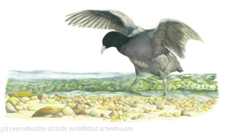 13. Coot - In the Shallows