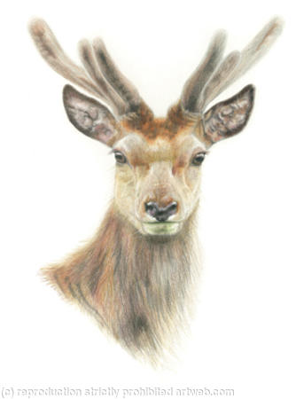 17. Red Deer - Always alert