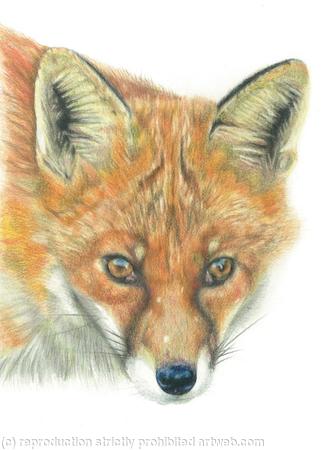 19. Fox - you've been spotted.