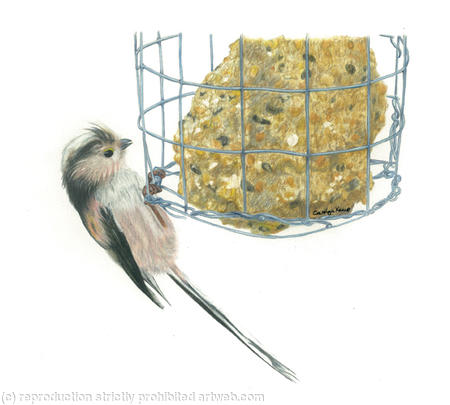 20. Long tailed Tit - breaking in!