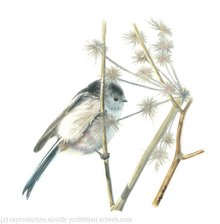 21. Long tailed Tit - enjoying the summer