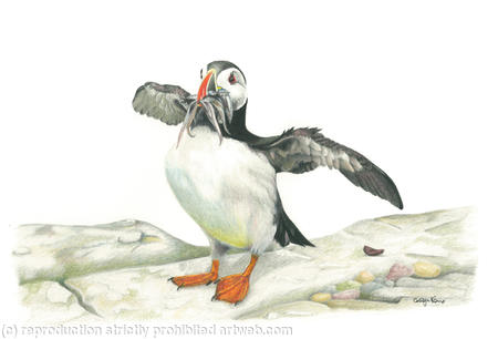 26. Puffin - good catch