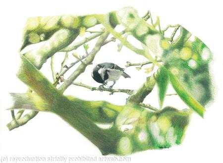 30. Coal Tit - a prized nut