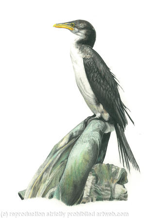 37. Cormorant - Waiting for the tide.