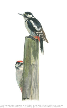 50. Great Spotted Woodpeckers - Favorite post 