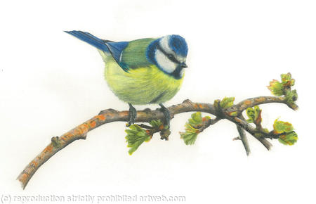 52. Blue Tit – feeling good and looking smart