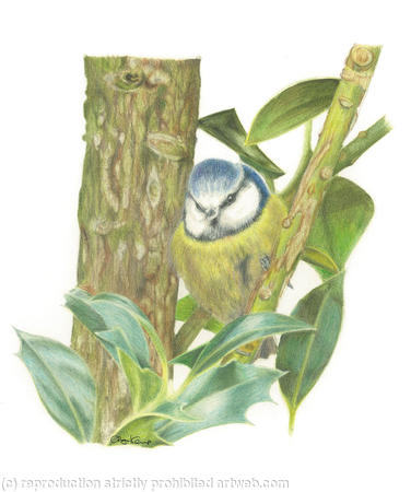 53. Blue Tit – Hiding in the shadows.