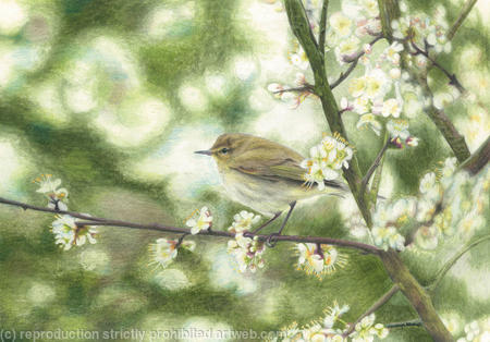 55. Chiffchaff – An unmistakable song
