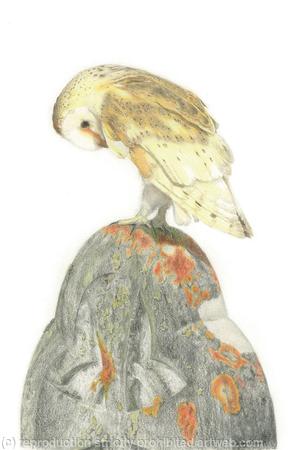 60. Barn Owl – Guarding the graveyard.
