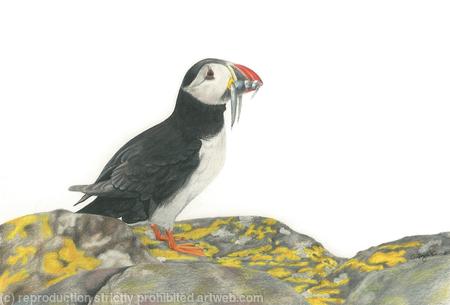 62. Puffin - good catch.